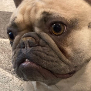 Meet your Posher, Chase